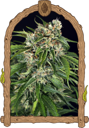 Sir Jack Auto Pure CBD - Exotic Seeds