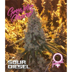 Sour Diesel - Growers Choice