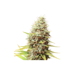 Prima Holandica Reg. - Super Sativa Seed Club