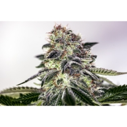 Sticky Dream Express - Positronics Seeds