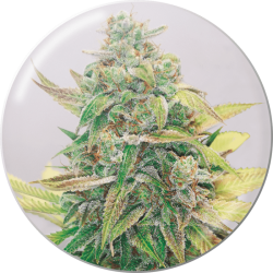 Strawberry Cake CBD - Medical Seeds