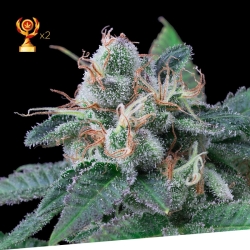 Super mandarina - Exclusive Seeds