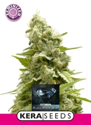 Super Silver Haze - Kera Seeds