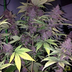 Violeta - ACE Seeds