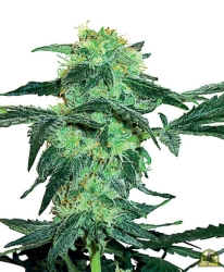 White Ice Reg. - White Label Seeds