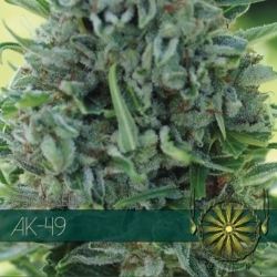 AK-49 - Vision Seeds