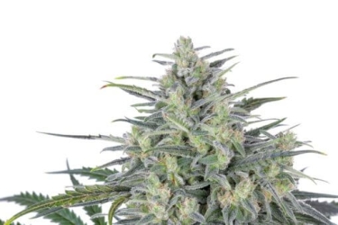 Critical Lights - Expert Seeds