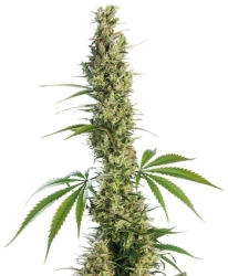 Eagle Bill Reg. - Sensi Seeds