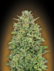 00 Skunk - 00 Seeds