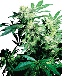 Skunk Kush Feminisierte Hanfsamen, 3 Samen