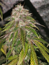 GMO Rainbowz - Pheno Finder Seeds