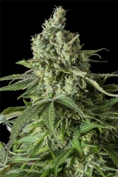 Moby Dick CBD - Dinafem Seeds