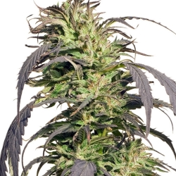 Gold Rush Outdoor - Spliff Seeds