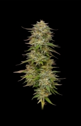 Golden Sands - Humboldt Seeds Company