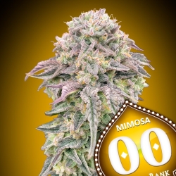 Mimosa - 00 Seeds