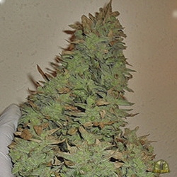 Smokin Gun Auto - Dr Krippling Seeds