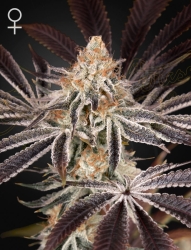 Dark Phoenix - Green House Seeds