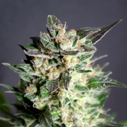 Diesel Glue - Kannabia Seeds