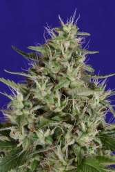 Dogstar Dawg - Big Head Seeds