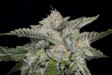 Skywalka Ghost Kush - Big Head Seeds