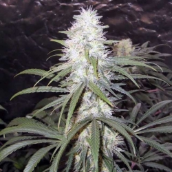 Sterling Haze Reg. - Nirvana Seeds