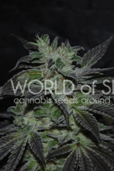 Strawberry Blue Early Harvest - World of Seeds