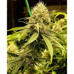 Strawberry Cane - Holy Smoke Seeds