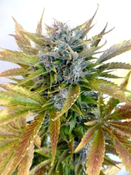 Super Blueberry Haze Auto Reg. - Flash Seeds