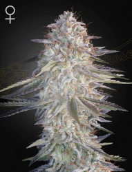 Super Lemon Haze x Pink Candy - Green House Seeds