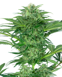 Skunk Dream CBD Feminisierte Hanfsamen, 1 Samen