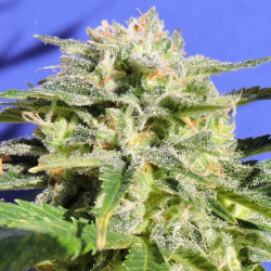 Lemonberry Haze Auto - Original Sensible Seeds