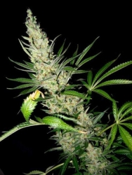 Master Kush x Skunk Reg. - Mr. Nice seeds