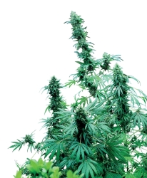 Early Skunk Reg. - Sensi Seeds