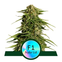 Epsilon F1 Auto - Royal Queen Seeds