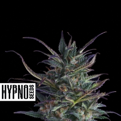 Ice Eyes Auto - Hypno Seeds