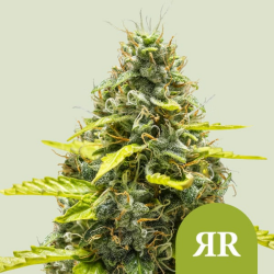 Royal Runtz Auto - Royal Queen Seeds