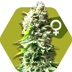 Skunk - Zambeza Seeds