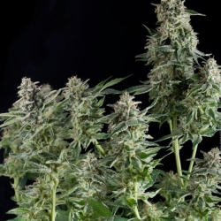 Northern Lights CBD - Pyramid Seeds