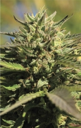 OG Kush - Humboldt Seeds Company