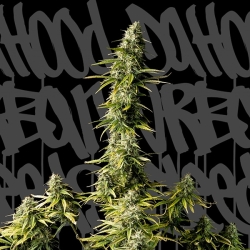 Old Jedi - DaHood Urban Seeds