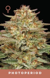 Orange Creampop - Humboldt Seeds Company