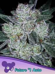 Auto Future #1 - Anesia Seeds