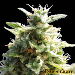 Black Gum - Original Sensible Seeds