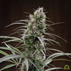 Congo - ACE Seeds