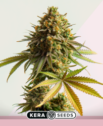 Jack Herer - Kera Seeds