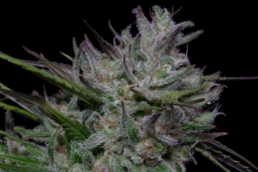 Don Si Cookies - Don Aavalanche Seeds