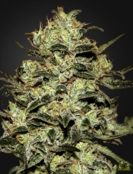 Moby Dick - Green House Seeds