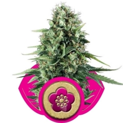 Power Flower - Royal Queen Seeds