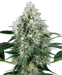 Pure Power Plant Automatic - White Label Seeds