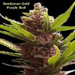 Purple Bud Reg. - Seedsman